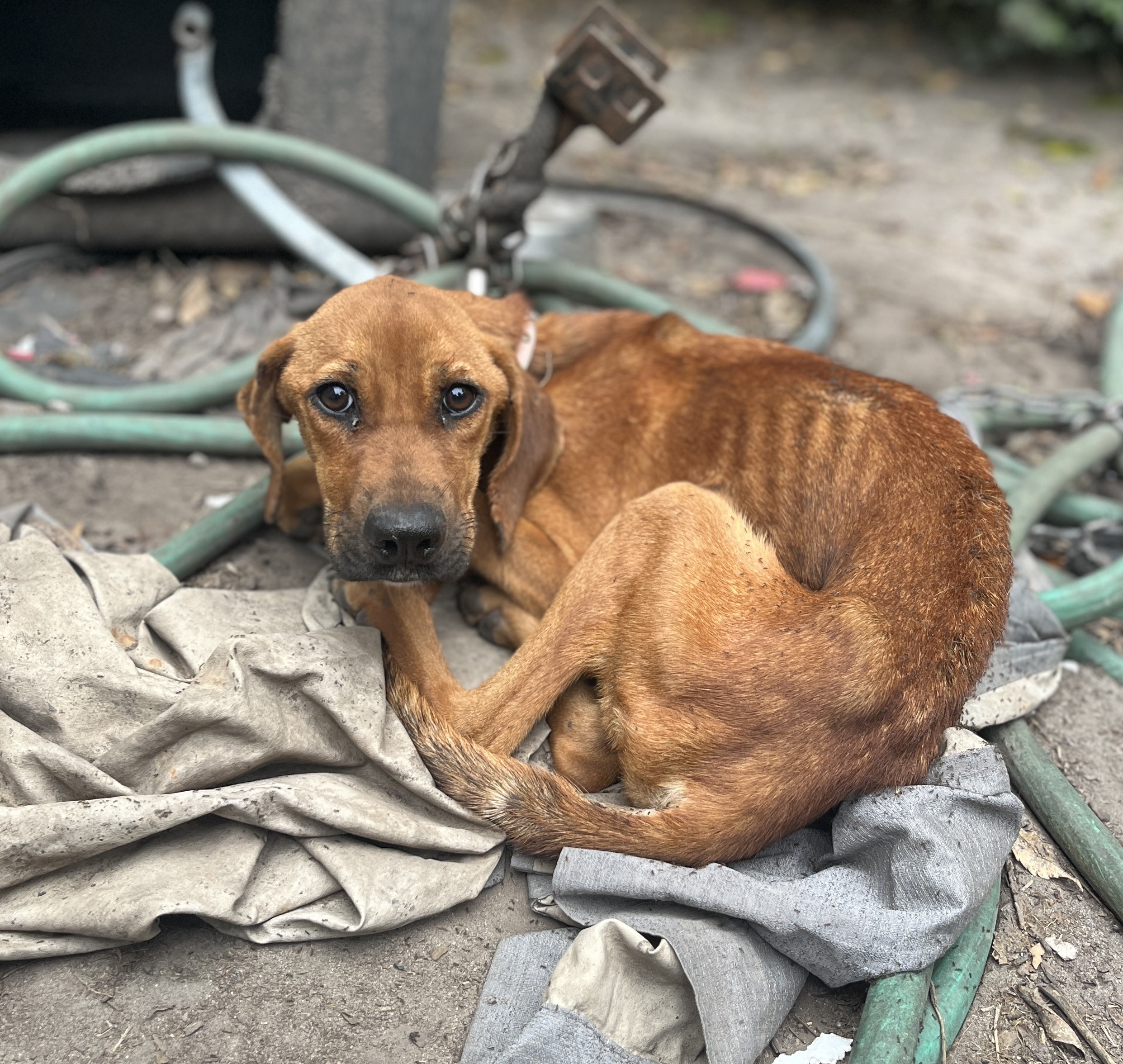 starving puppy left to die at dogfighting site