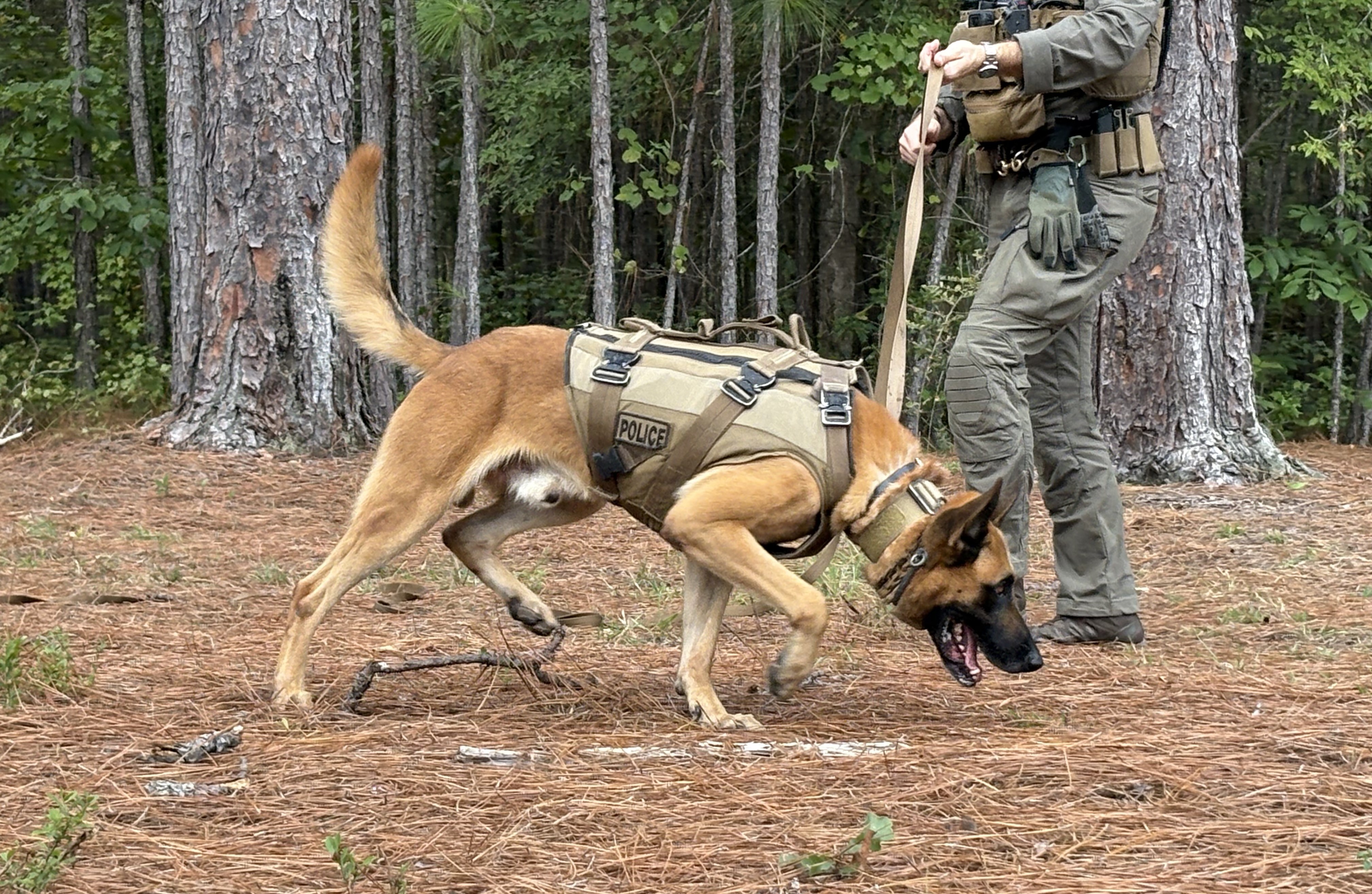 K9 training in field with handler