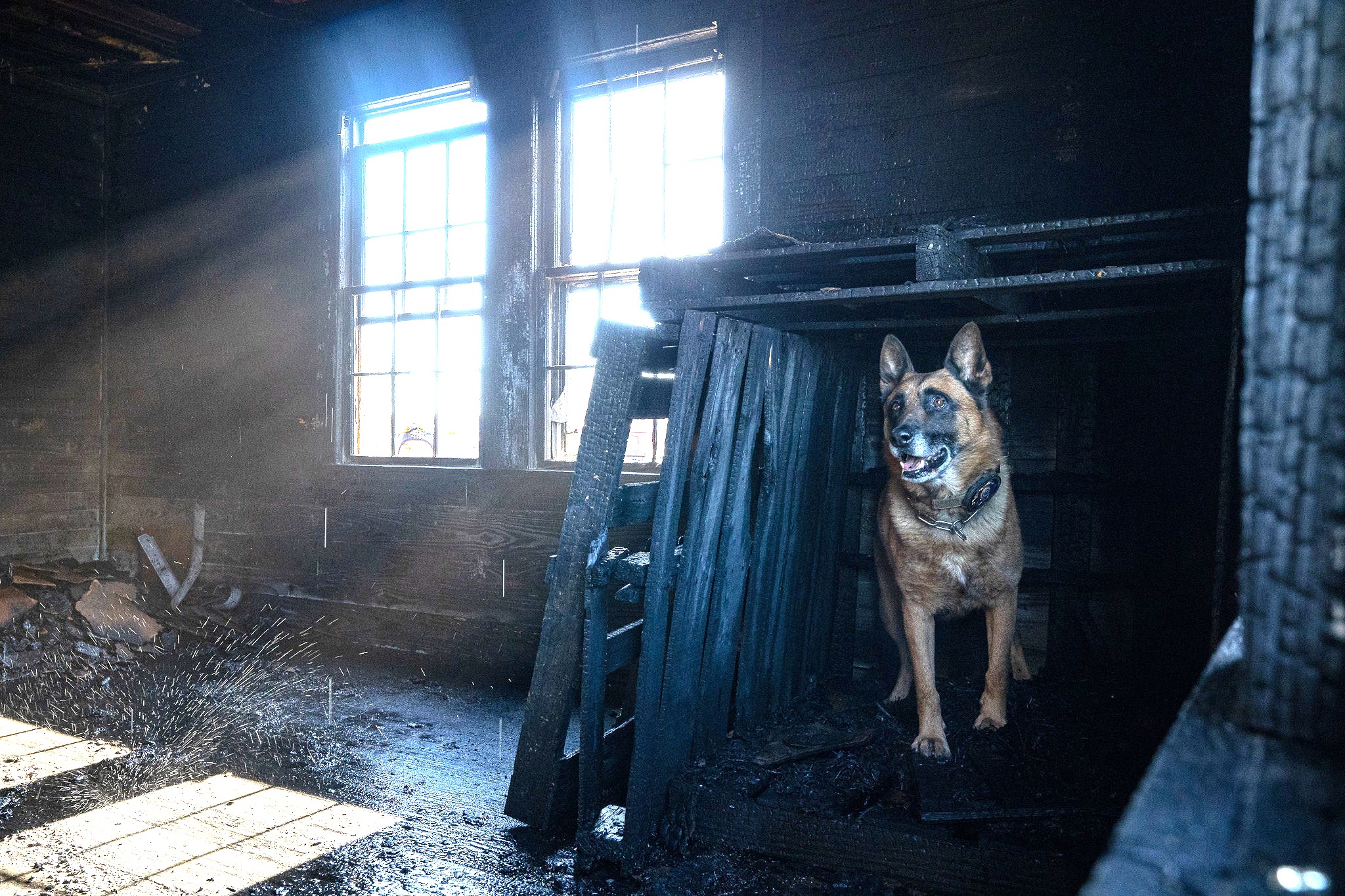 SLED k9 at an  investigation