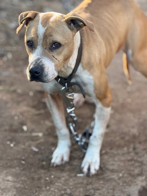 Rescued dog looking sad