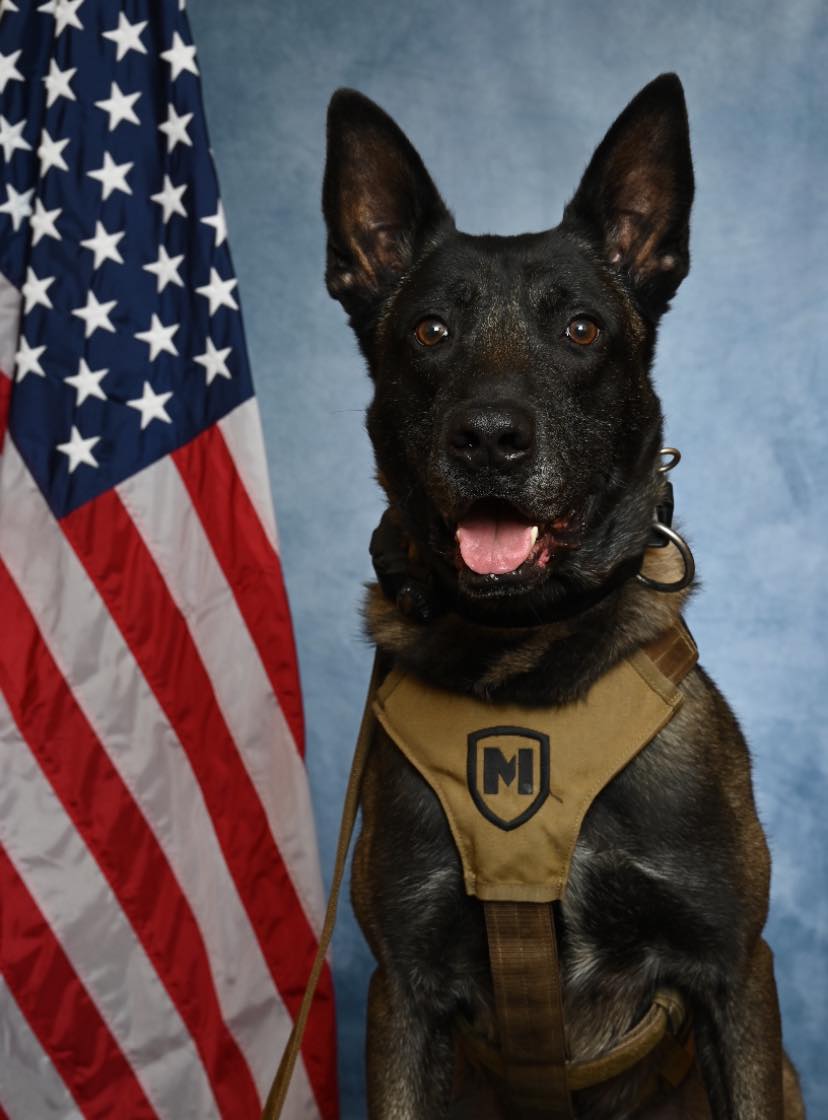 K9 Rico with American Flag